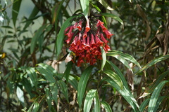 Coeligena bonapartei