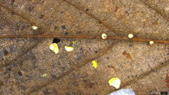 Pezizomycetes