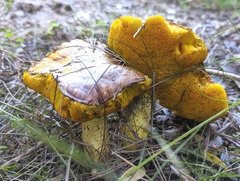 Suillus collinitus