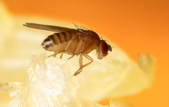 Drosophila melanogaster