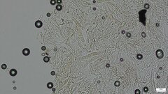 Pezizomycetes