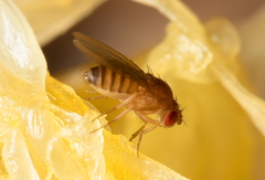 Drosophila melanogaster