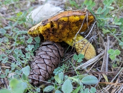 Suillus collinitus