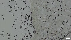 Pezizomycetes