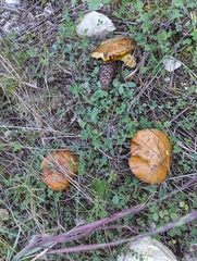 Suillus collinitus