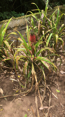Ananas comosus bracteatus