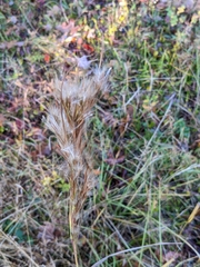 Andropogon cretaceus