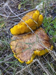 Suillus collinitus