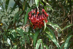 Coeligena bonapartei