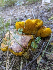 Suillus collinitus