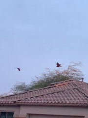 Parabuteo unicinctus