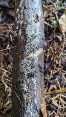 Fungi