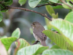 Sporophila caerulescens