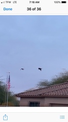 Parabuteo unicinctus