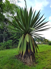 Furcraea