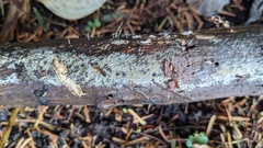 Fungi