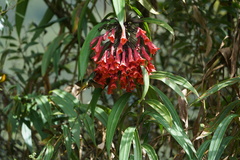 Coeligena bonapartei