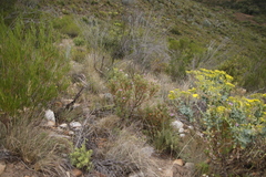 Pelargonium quercifolium