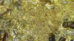 Fungi