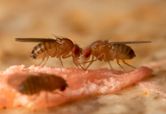 Drosophila melanogaster