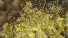Fungi