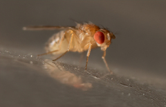 Drosophila melanogaster