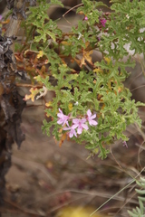 Pelargonium quercifolium