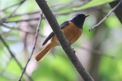 Phoenicurus auroreus