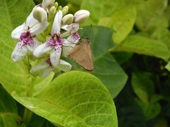 Pelopidas mathias mathias