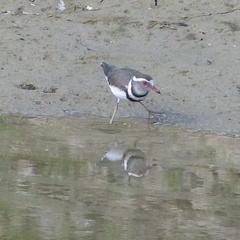 Charadrius tricollaris