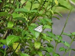 Appias libythea olferna