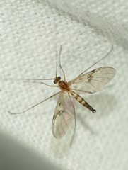 Macrocera