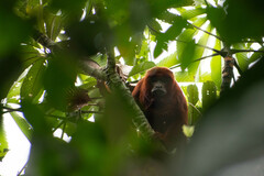 Alouatta seniculus