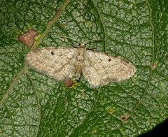 Eupithecia