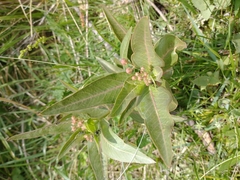 Asclepias mellodora