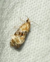 Phalonidia curvistrigana