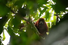 Alouatta seniculus