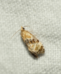 Phalonidia curvistrigana