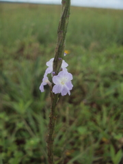 Stachytarpheta