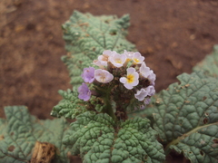 Heliotropium