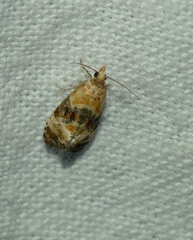 Phalonidia curvistrigana