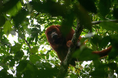 Alouatta seniculus