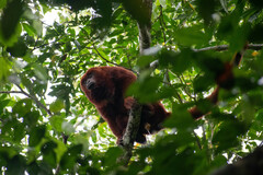 Alouatta seniculus