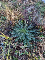 Cirsium horridulum