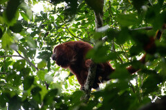 Alouatta seniculus