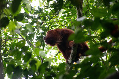 Alouatta seniculus