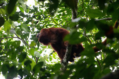 Alouatta seniculus