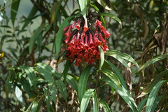 Coeligena bonapartei