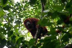 Alouatta seniculus