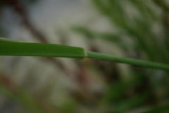 Paspalum